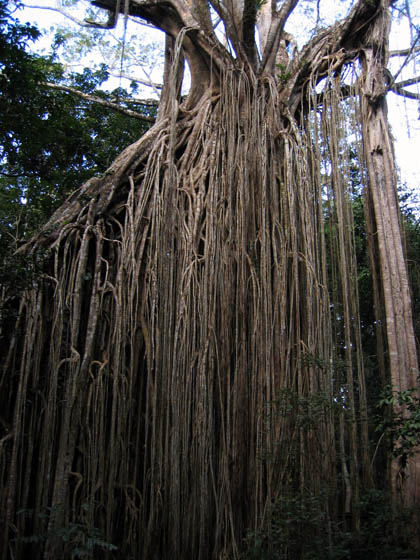 Fig Tree